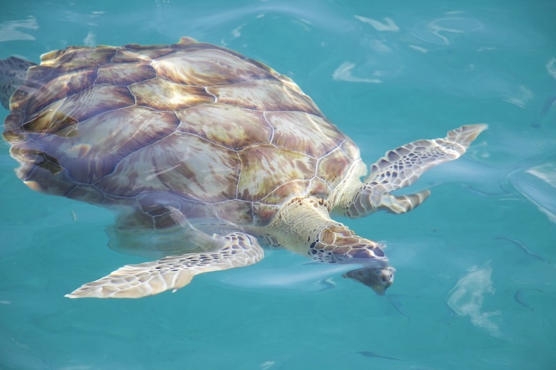 The Barbados Sea Turtle Project — Hammerton Barbados